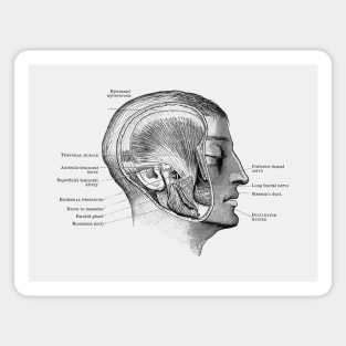 Face Muscular Diagram - Vintage Anatomy Magnet